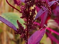 Amaranthus tricolor Hopi Red Dye IMG_1098 Szarłat